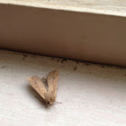 Armyworm