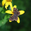 Northern Metalmark
