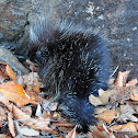 North American Porcupine