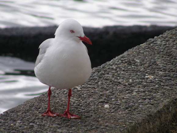 Spotting Image 1