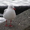 Red-Billed Gull or Akiaki