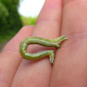 Crocus Geometer (larva)