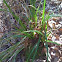 Alkali saltgrass