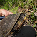 Blandings Turtle