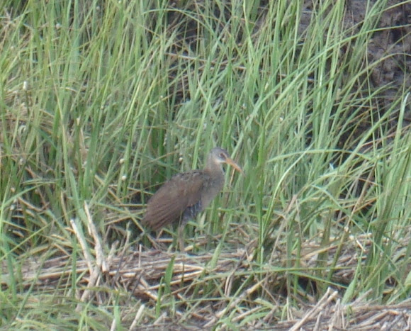 Spotting Image 1