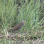 Clapper Rail