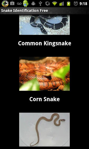 Poisonous Snake Identification