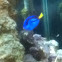 Blue hippo tang