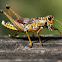 Eastern Lubber Grasshopper