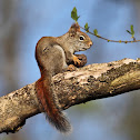 American Red Squirrel