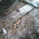 southern copperhead