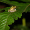 Mount Tucuche tree frog