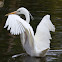 Great White Heron