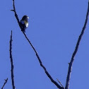 Evening Grosbeak