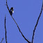 Evening Grosbeak