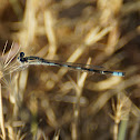 Tule Bluet