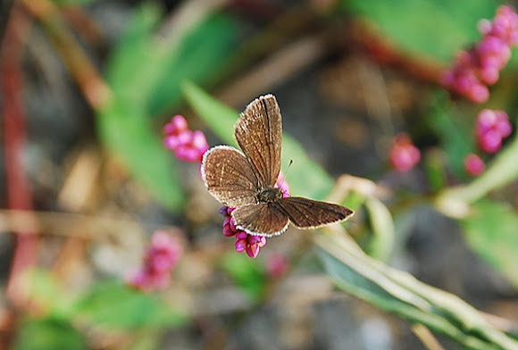 Spotting Image 1