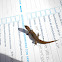 Mona Dwarf Gecko