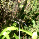 Two-striped Skimmer