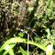 Two-striped Skimmer