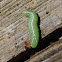 Heterocampa moth
