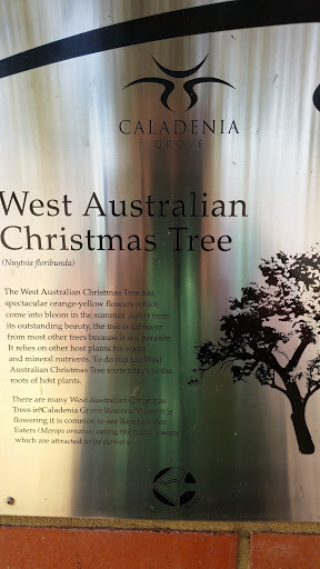 Western Australian Christmas Tree