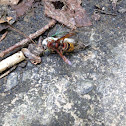 Hornet attacking a Cicada