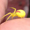 Flower Crab Spider
