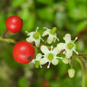 American holly, female