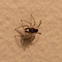 Dimorphic Jumper