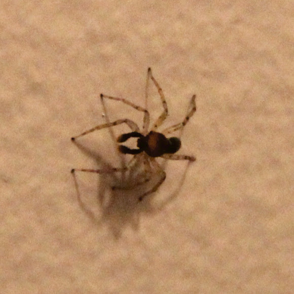 Spotting Image 1