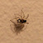Dimorphic Jumper