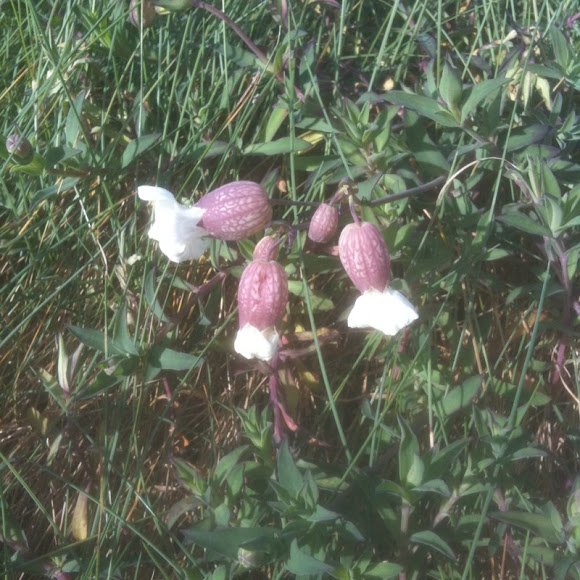 Spotting Image 1