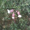 Colleja. Bladder campion