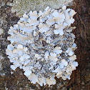 Lichen