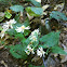 White wood aster