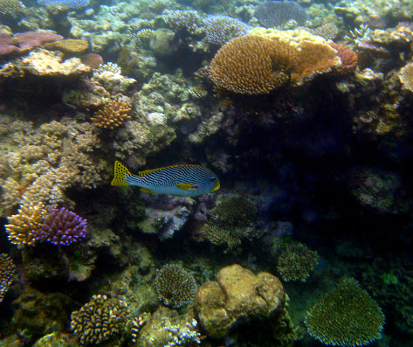 Spotting Image 1