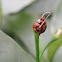 Variable Ladybird Beetle