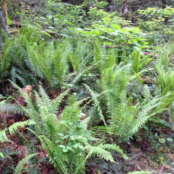 Spotting Image 1