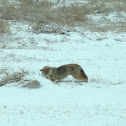 Coyote