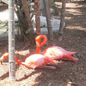 American Flamingo