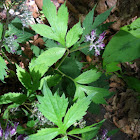 Virginia waterleaf