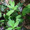 Virginia waterleaf