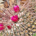 Pin cushion cactus