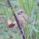 Juvenile Northern Cardinal
