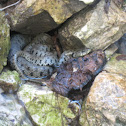 snake