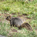 Ground Squirrel