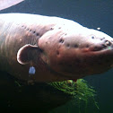 Electric eel