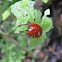 Fungus beetle