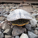 Red eared slider